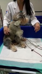 Cachorro de Fortaleza come petisco da marca Bassar e fica com comprometimento renal grave