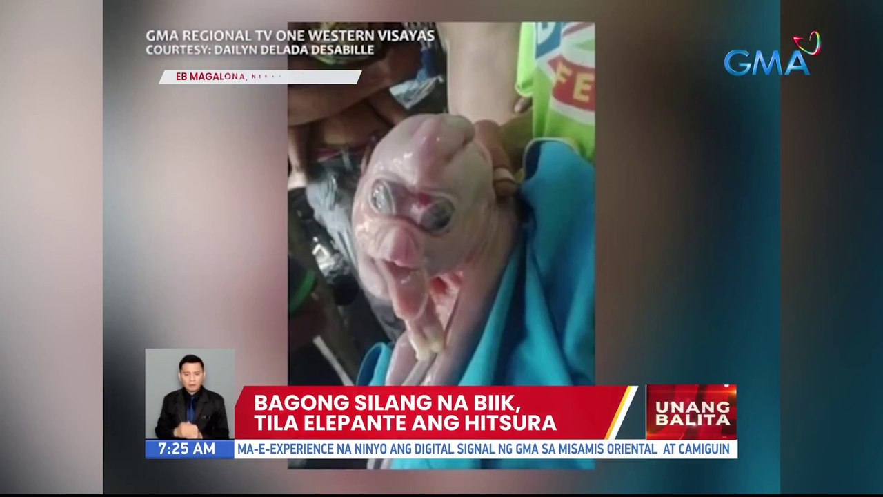 Bagong silang na biik, tila elepante ang hitsura | UB