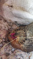 Mother Hen Adopts Baby Rabbit