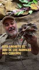 ¿Dragón con volantes? Conoce a una de las especies de lagarto más extrañas