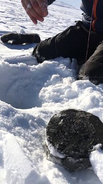 A Big Fish is Pulled from the Ice