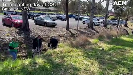 Tree planting at CSU | 07/09/2022 | Western Advocate