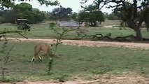 Power of Lion King! Mother Cheetah Don't Save Her Baby From Lion Hunting - Python, Crocodile vs Lion