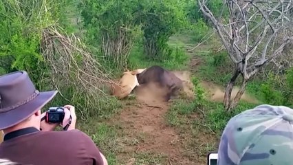 Moment Of Horror Of Lion King! Wildebeest, Buffalo, Elephant Can Kill Lion To Rescue His Teammate