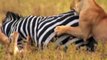 Unbelievable! Mother Zebra Bites off Lion's Tail To Save Her Baby - Lion vs Zebra, Buffalo, Hippo