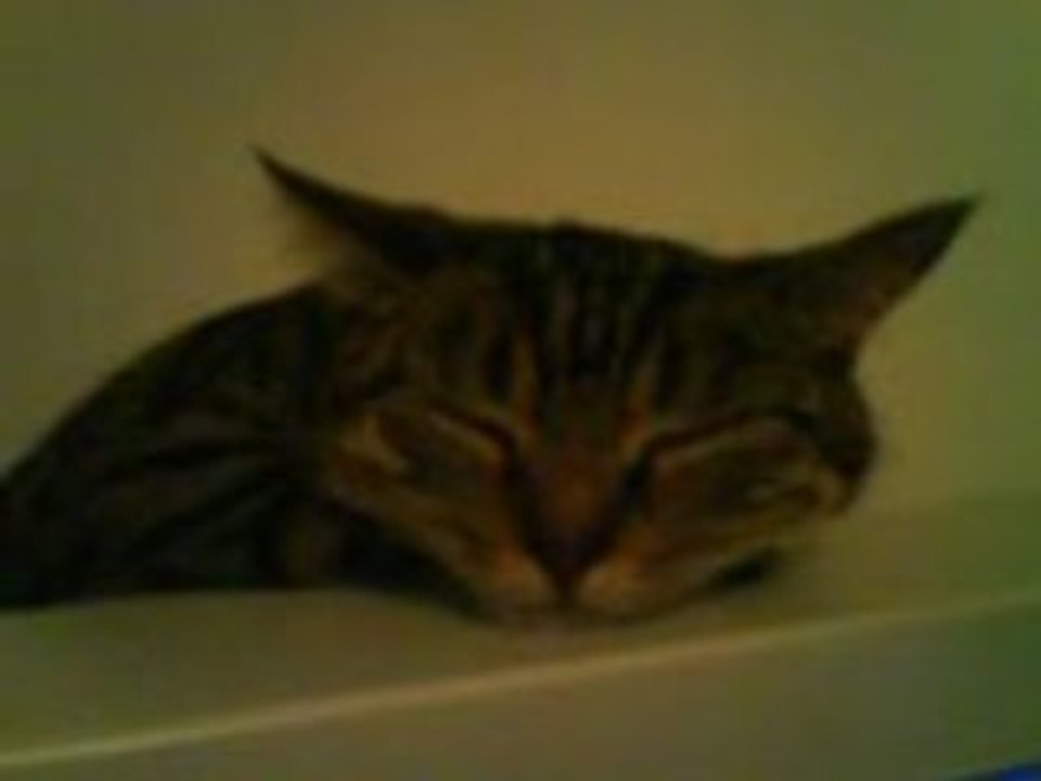 chat musique classique