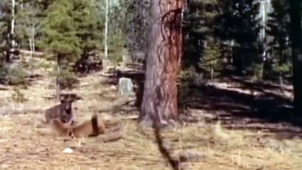 Lion Of The Andes Almost Lost Their Lives Because They Dared Hunt Baby Bear - Puma vs Bear, Cheetah