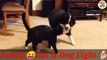 Cat dog comedy funny videos| Cat Thinks It’s A Dog - Funny Videos at Fully :)(: Silly