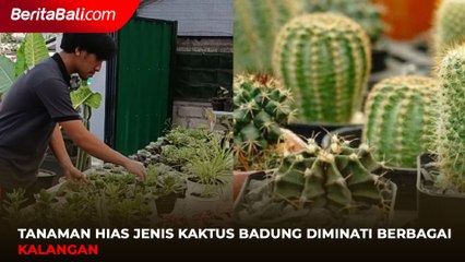 Tanaman Hias Jenis Kaktus Badung Diminati Berbagai  Kalangan