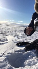 A Big Fish is Pulled from the Ice