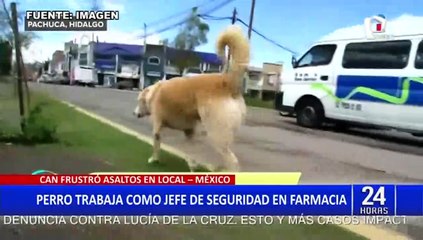 México: Perrito es contratado como jefe de seguridad de una farmacia