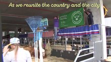 Ekka TV | Beef cattle at the Ekka, July 2022,  Glen Innes Examiner