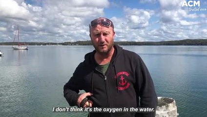 Fish kills in Mannering Park | September 7, 2022 | Newcastle Herald