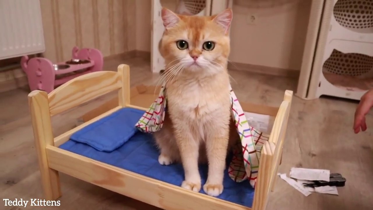 Why did you buy such a Small Bed Melania Fanta and Rosie help with Assembly