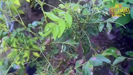 Cara Buat Racun Organik Paling Mudah & Jimat  Untuk Tanaman