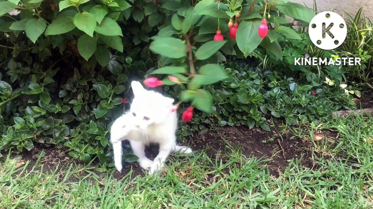 Try not to laugh | funniest cat videos in the world | funny animal video