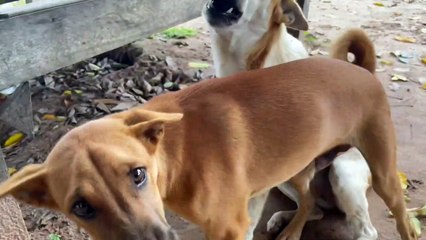 Stray dog make fun time with his family , but some dog wants to fight