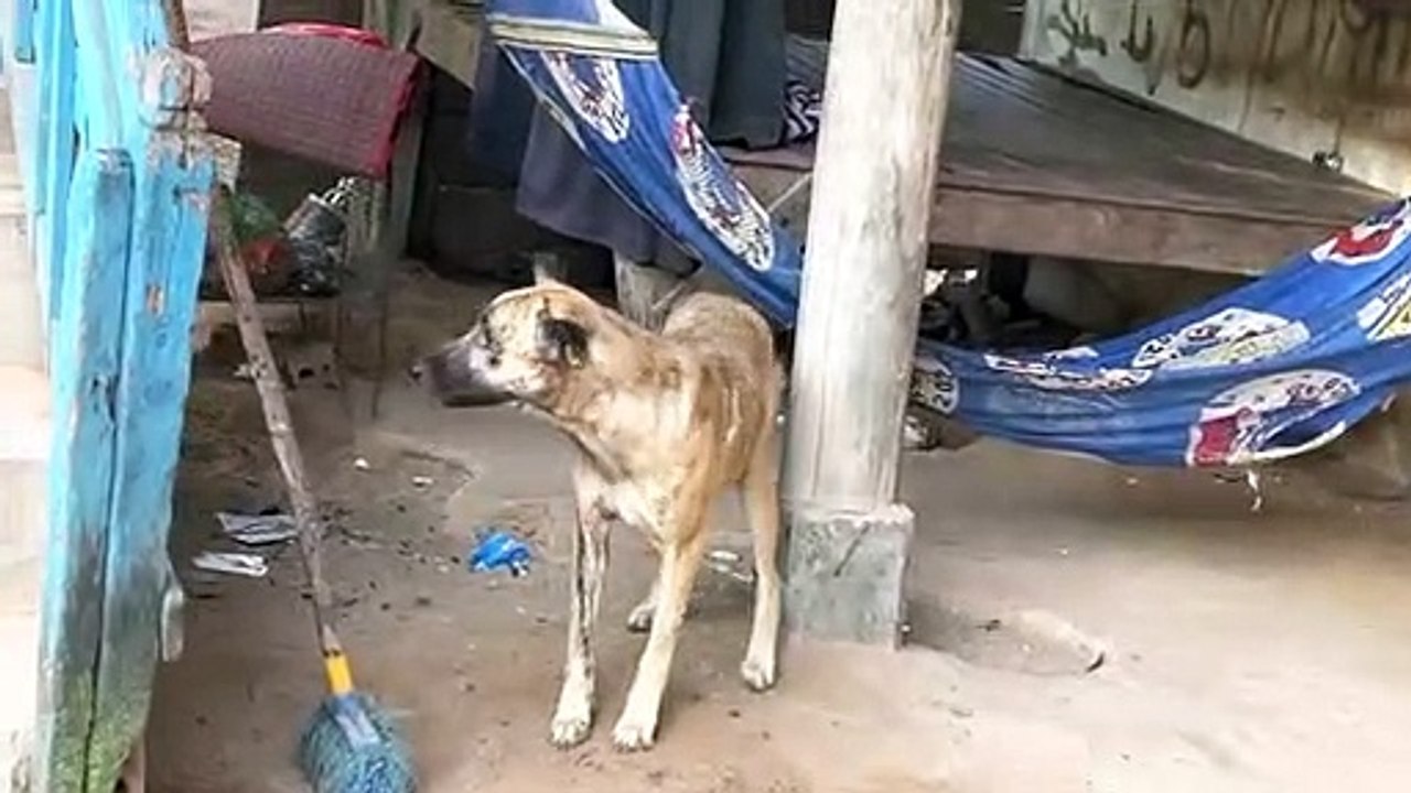 Poor dog fighting