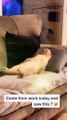 Cat video viral // viral cat video