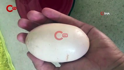 Yumurta içinden yumurta çıktı