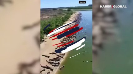 Dünya bunu konuşuyor: Yüzlerce timsah karaya çıktı! Sebebi bilinmiyor