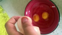 Yumurtanın içinden çıkan hayrete düşürdü!