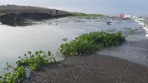Hatay gündem haberleri... Hatay'da su sümbülleri ve ölü balıklar Samandağ sahiline yayıldı