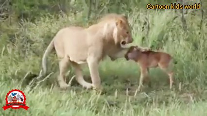 Animals video|love of lion for Cow kids|emotional video of jungle Animals