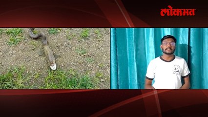 सापाने एका मागून एक ५ अंडी तोंडातून 'अशी' बाहेर काढली...