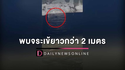 ผวา!พบจระเข้ยาวกว่า 2 เมตรลอยคอในคลองบ้านเก่าย่านปากเกร็ด | HOTSHOT เดลินิวส์ 07/09/65
