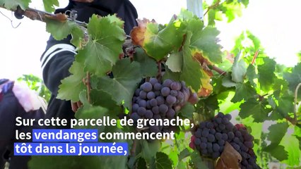 Le désert du Néguev, laboratoire des vins d'une planète en surchauffe