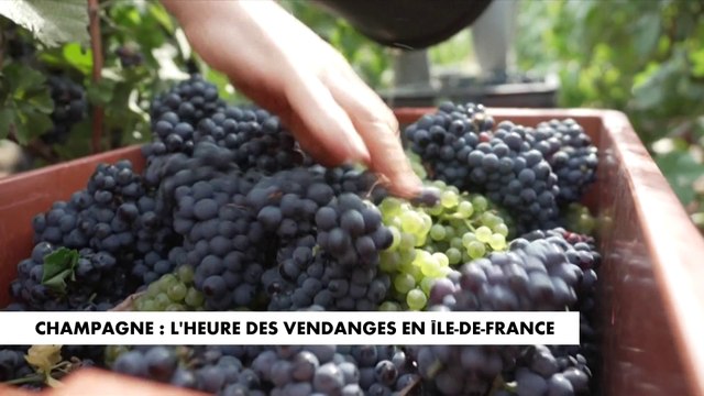 Champagne : l'heure des vendanges en Ile-de-France