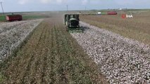 Pamuk hasadı başladı: 140 bin ton pamuk rekoltesi bekleniyor