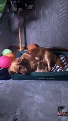 What type of dream was this dog having