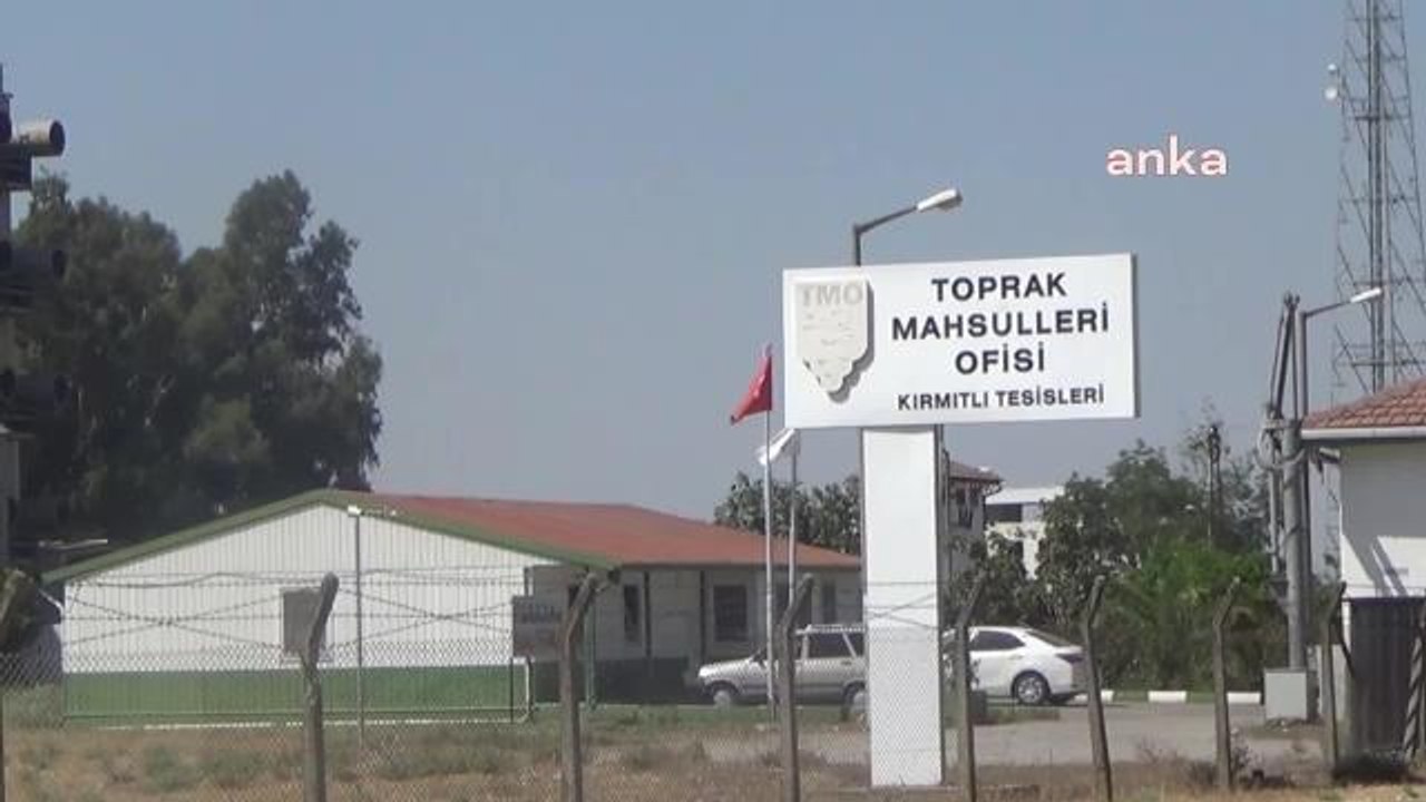 Osmaniyeli Mısır Üreticisi: Köyümüzde Kurutma Tesisi Olduğu Halde Açılmadı ve Alım da Yapmadı. Çiftçi Olarak Tüccarlara Mahkum Olduk