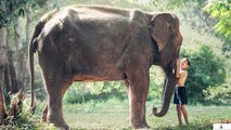 Elephants Wild animals Collection