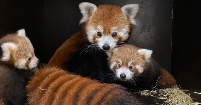 Deux pandas roux sont nés au zoo d'Amiens, une bonne nouvelle pour la sauvegarde de l'espèce
