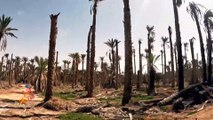الجفاف يهدد زراعة النخيل في واحة قبلي التونسية