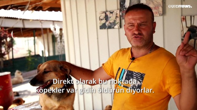 Türkiye’de yüzyıldır sokak köpekleriyle ilgili bitmeyen tartışma