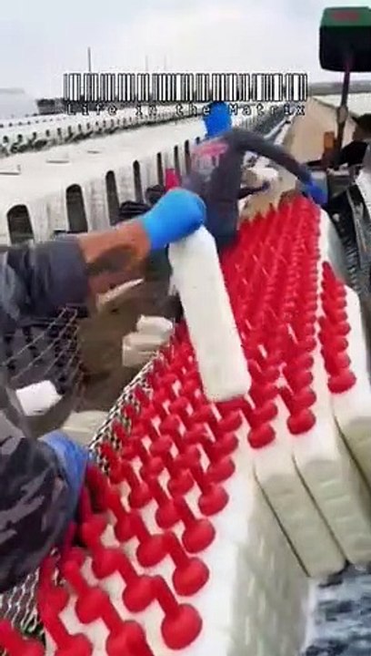 Cet élevage de veaux est effrayant