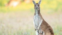 Man killed by his pet kangaroo