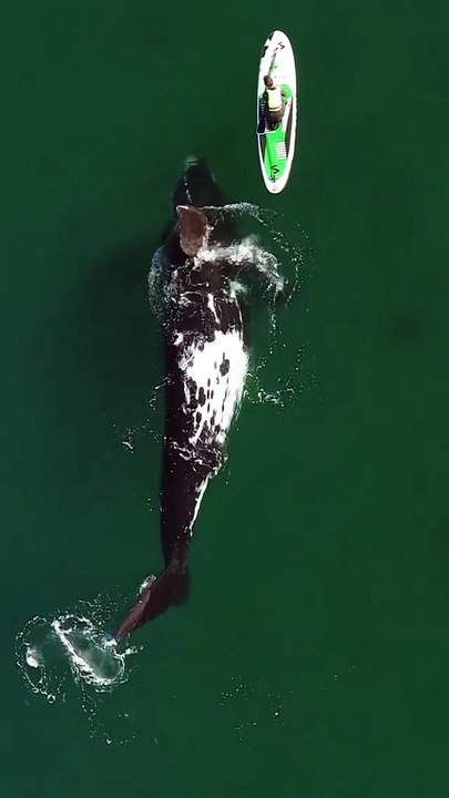 Une baleine géante nage sous un petit bateau avec des gens