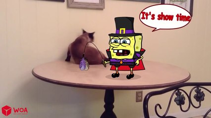 Hilarious Funny Cat and Spongebob Reaction to Cutting Cake  Funniest Cats And Dogs Videos