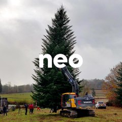 Pour Noël, il rachète "l'arbre mort" de Bordeaux