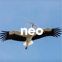 Pourquoi trouve-t-on des cigognes en Alsace ?