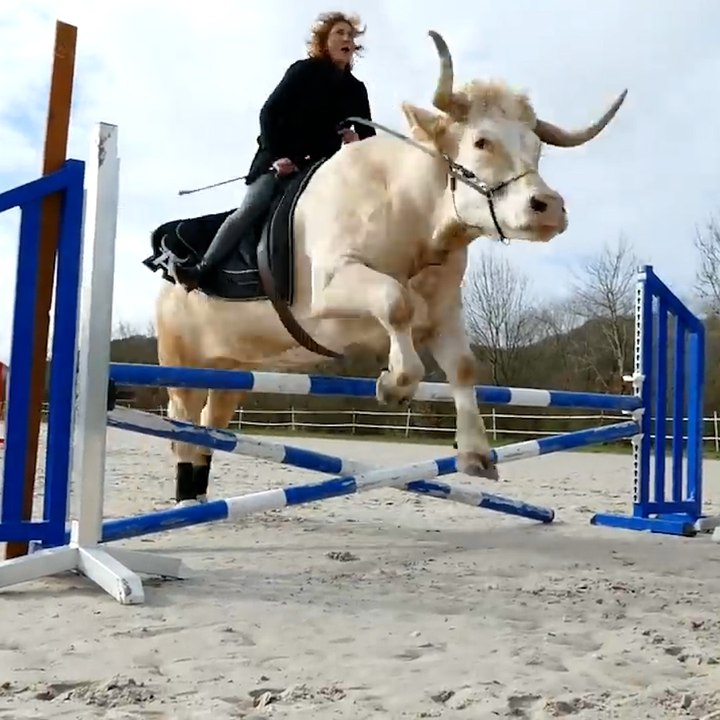 Aston, le seul taureau au monde à être dressé comme un cheval