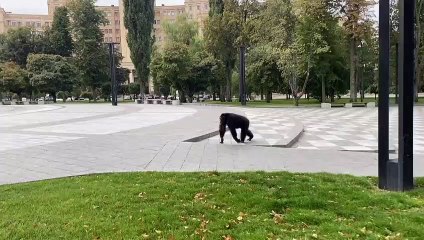 Chichi, o chimpanzé fujão