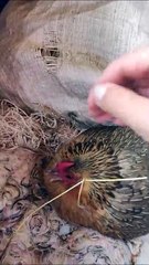 Cette maman poule a adopté de bien curieux bébés...