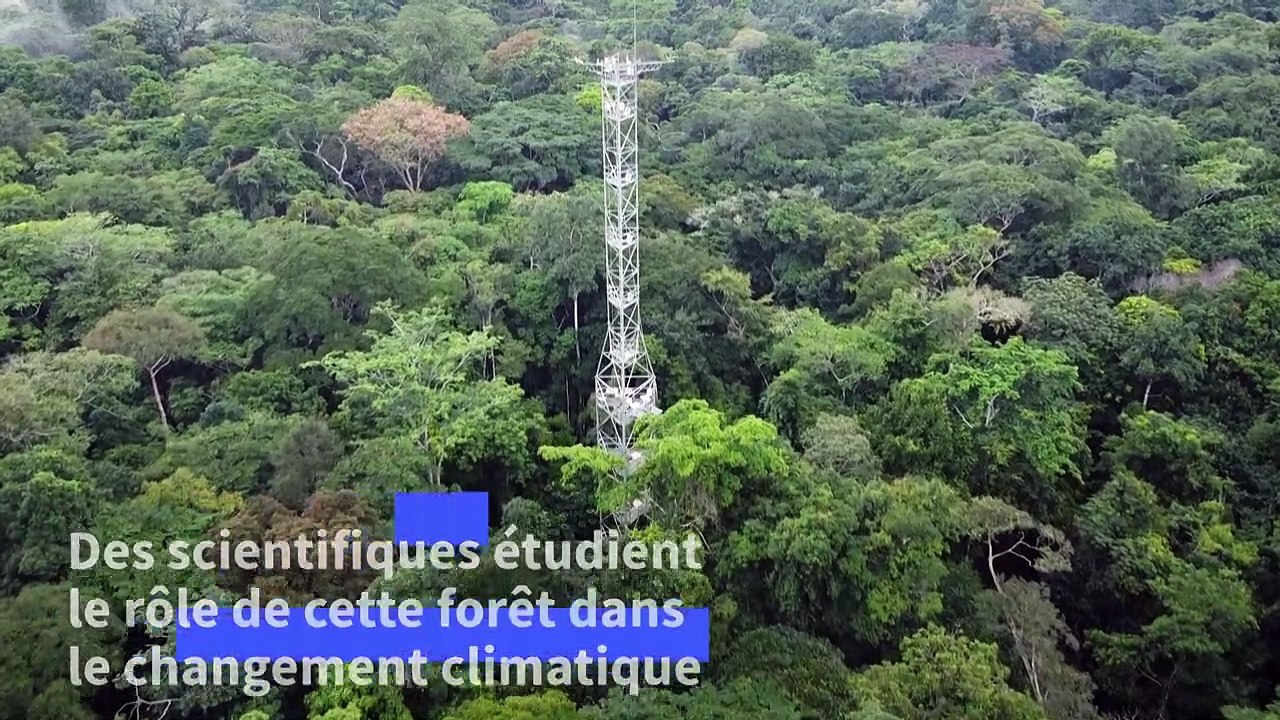 RDC : des scientifiques se battent pour sauver...
