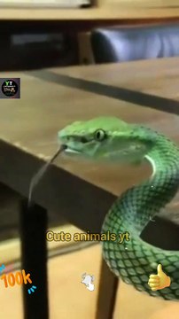 Wow Very Beautiful Green Big Snake Videos 2022 | Big Snakes | Cute Animals Yt